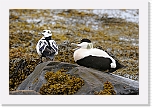 haahakat eiders 9799 * 1350 x 900 * (941KB)